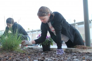 GONE WITH THE WEEDS. As Green Up Boone just begins, freshman Sophie Brown picks weeds and loose foliage from the planter. photo/ AMANDA BORDONARO 