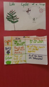 Compare and Contrast Life cycle of a plant