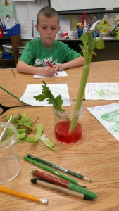 Celery time