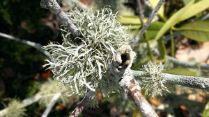 Air plants