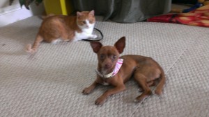 Maggie and Tinkerbell both of them cam from a rescue shelter