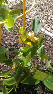 We have beans!!!