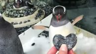 By Liezl Vicedo Recently at the Sea Life Aquarium in Sydney, Australia, there’s been a growing buzz about the same-sex penguin couple Magic and Sphen. Though same-sex courtship is common […]